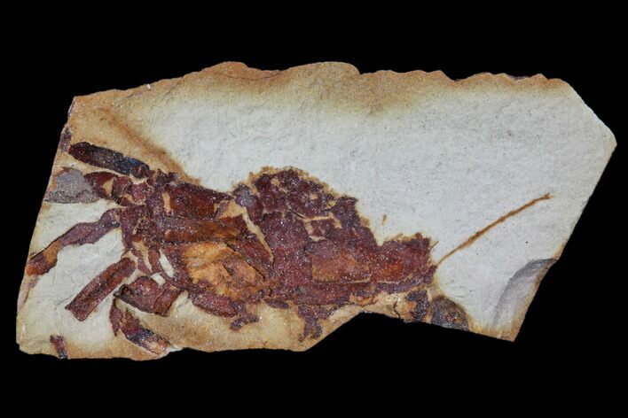 Bargain Fossil Pea Crab (Pinnixa) From California - Miocene #85309